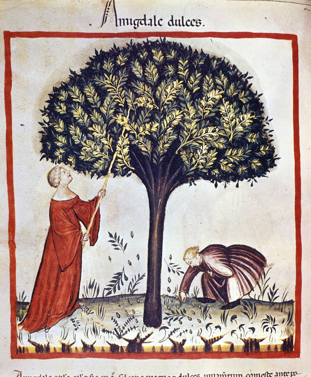 Édes mandula szedés. Megvilágítás az orvostudomány és a dietetika fejéséből "" Tacuinum sanitatis"" alkotó: Unknown artist
