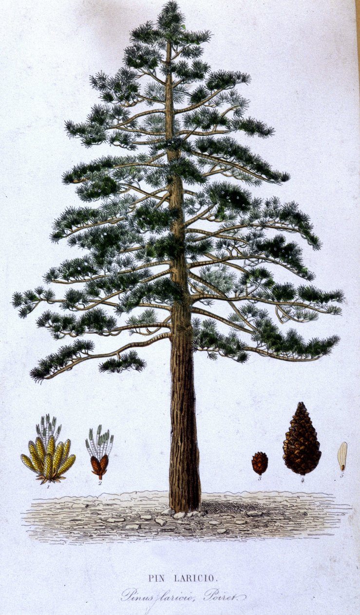 Pin Laricio - botanikai tábla alkotó: Unknown artist