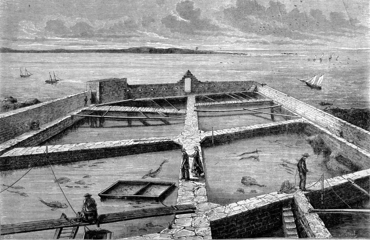 Haltenyésztés Concarneau-ban. Metszet 1860-ból. alkotó: Unknown artist