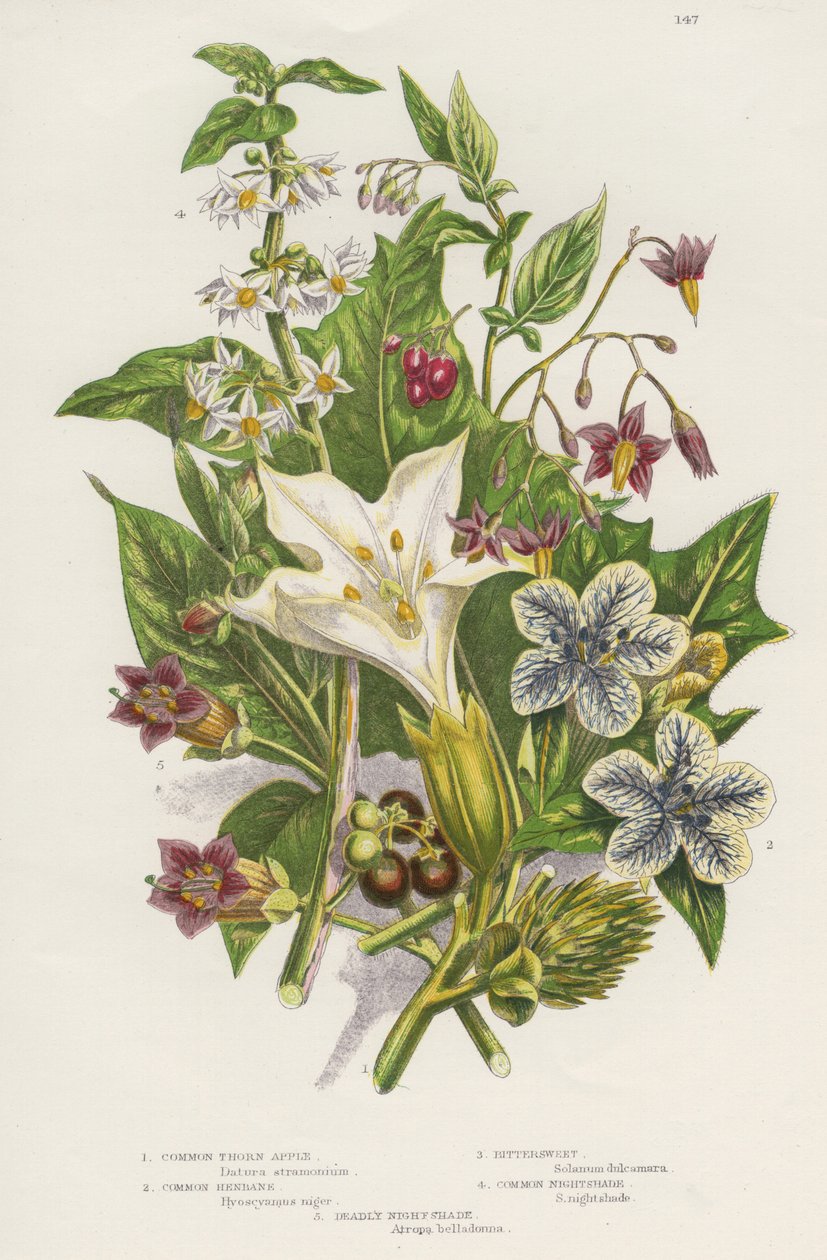 Mérgező növények. Csakúgy, mint a mérgező fekete vagy közönséges nadálytő (Solanum nigrum) a bal felső sarokban, és a Woody Nightshade vagy a Bittersweet (Solanum dulcarama) jobb felső része, balra lent van a veszélyesebb Deadly Nightshade (Atropa belladon alkotó: Unknown artist