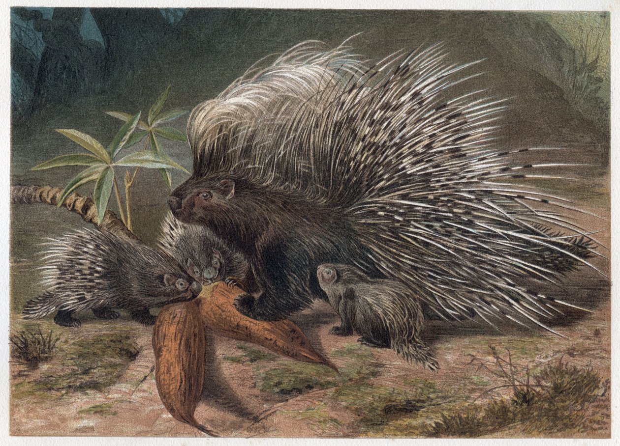 Sertéshús eposz a krétán (porc-epikus) - A tarajos sertéshús (Hystrix cristata) - metszet Alfred Edmund Brehm (1829-1884) „” Brehm