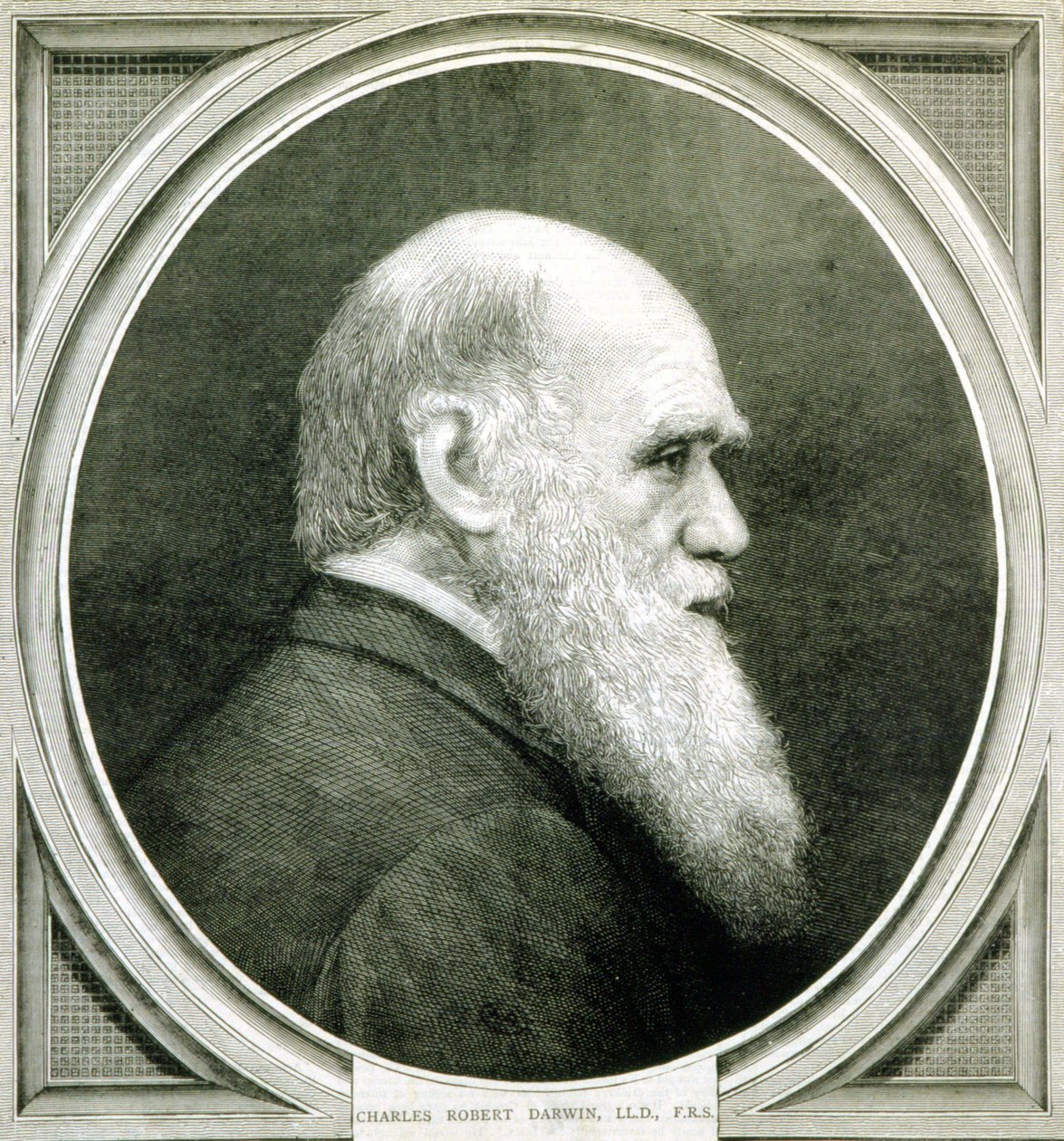 Charles Darwin portréja (1809-1882) alkotó: Unknown artist
