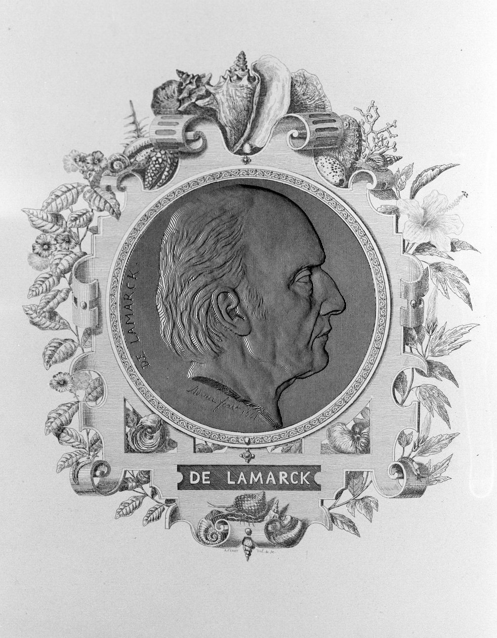 Lamarck portréja (1744 - 1829). alkotó: Unknown artist