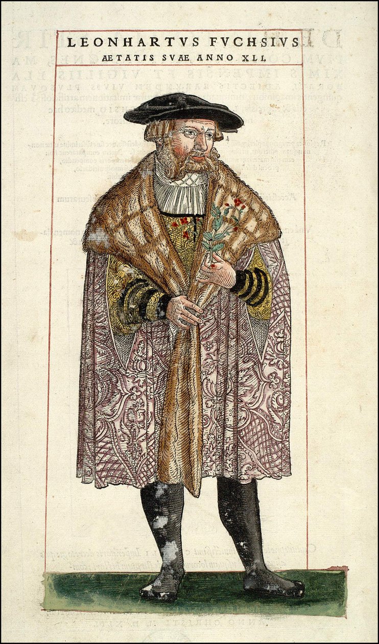 Leonhart Fuchs portréja: botanikus – német orvos (1501-1566) – Leonhart Fuchs "A Stirpium története jelvények kommentárjaival,..." című könyvében alkotó: Unknown artist