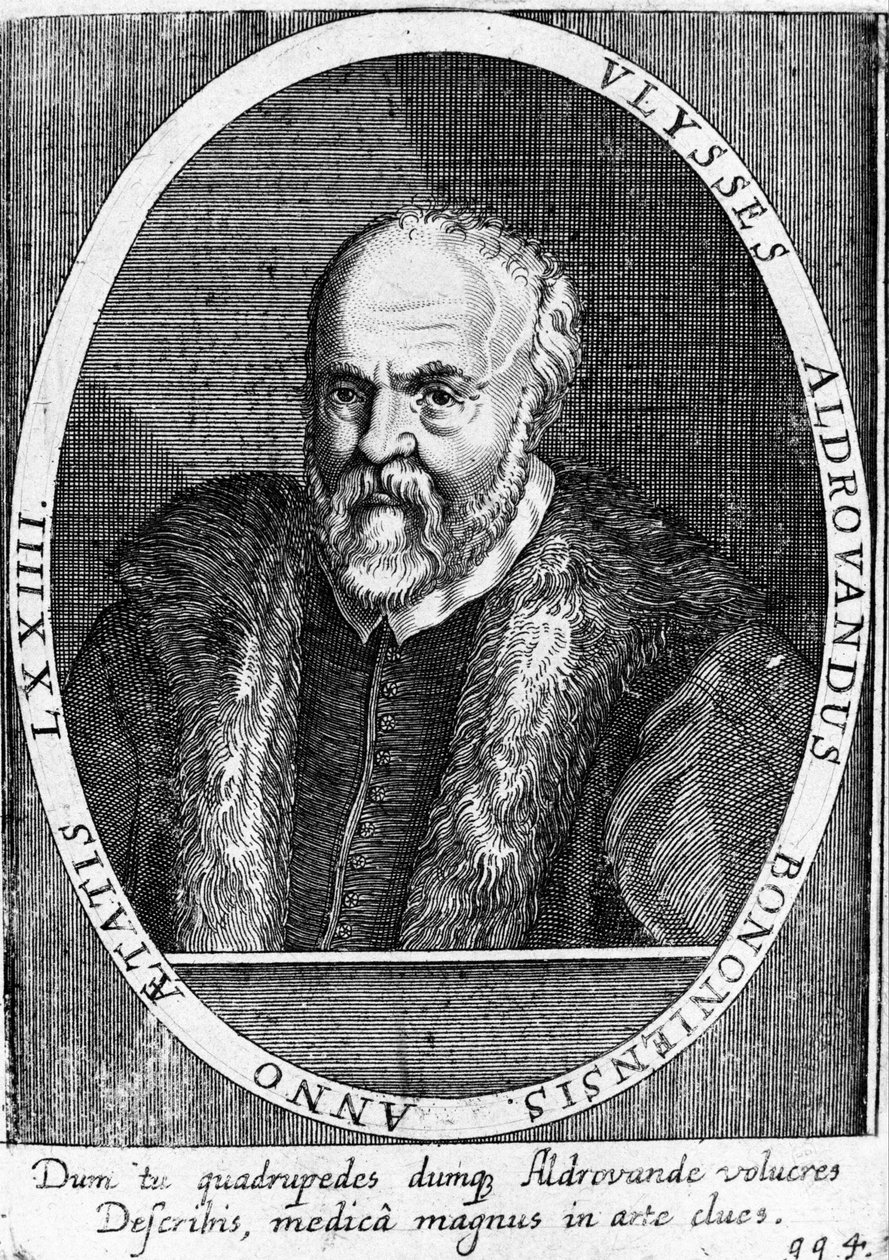 Ulisse Aldrovandi (1522 - 1605?) portréja. alkotó: Unknown artist
