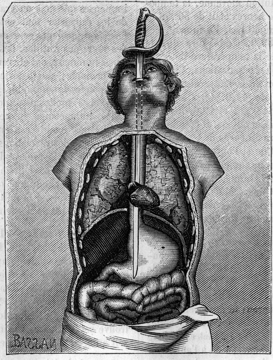 A penge által elfoglalt pozíció egy fecske testében. Metszet az 1883. július 21-i „” La Nature: revue des sciences et de leurs applications aux arts et a l