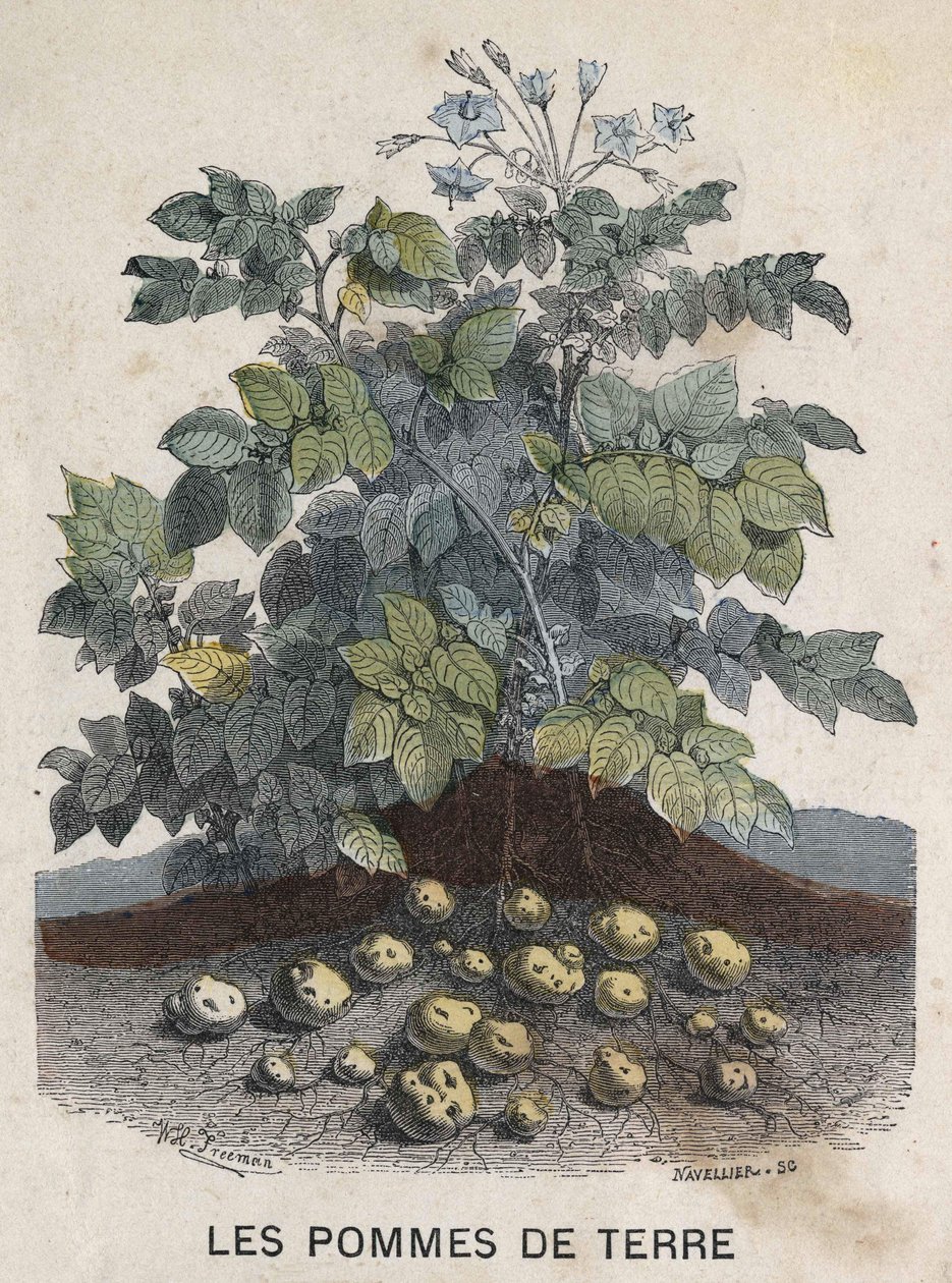 Krumpli. 19. századi illusztráció. Bianchetti kollekció. alkotó: Unknown artist