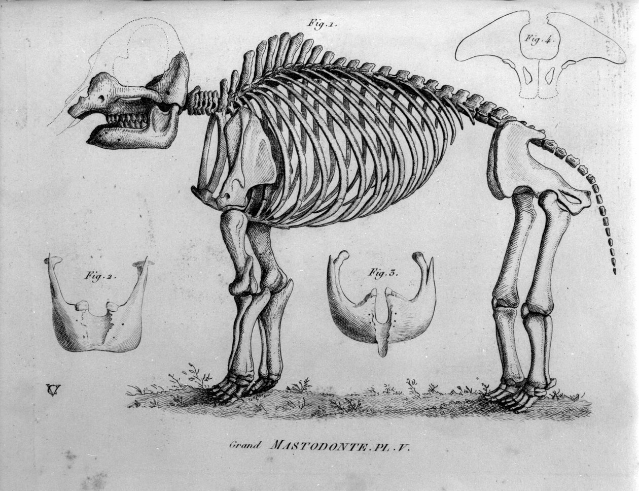 Őstörténet: Mastodonte csontváz, fosszilis emlősök (Mas gigantium). századi paleontológiai tábla. alkotó: Unknown artist