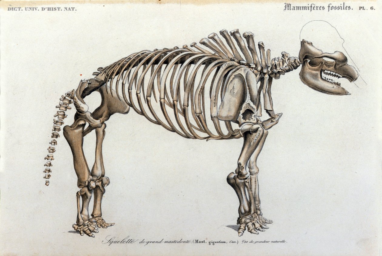 Őstörténet: Mastodonte csontváz, fosszilis emlősök (Mas gigantium). Charles D