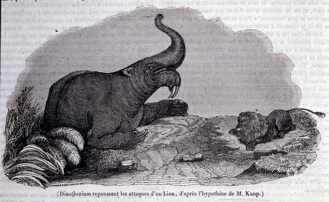 Őstörténet: Dinotherium ábrázolása, pachyderm típusa, oroszlán támadásának taszítása. századi metszet alkotó: Unknown artist