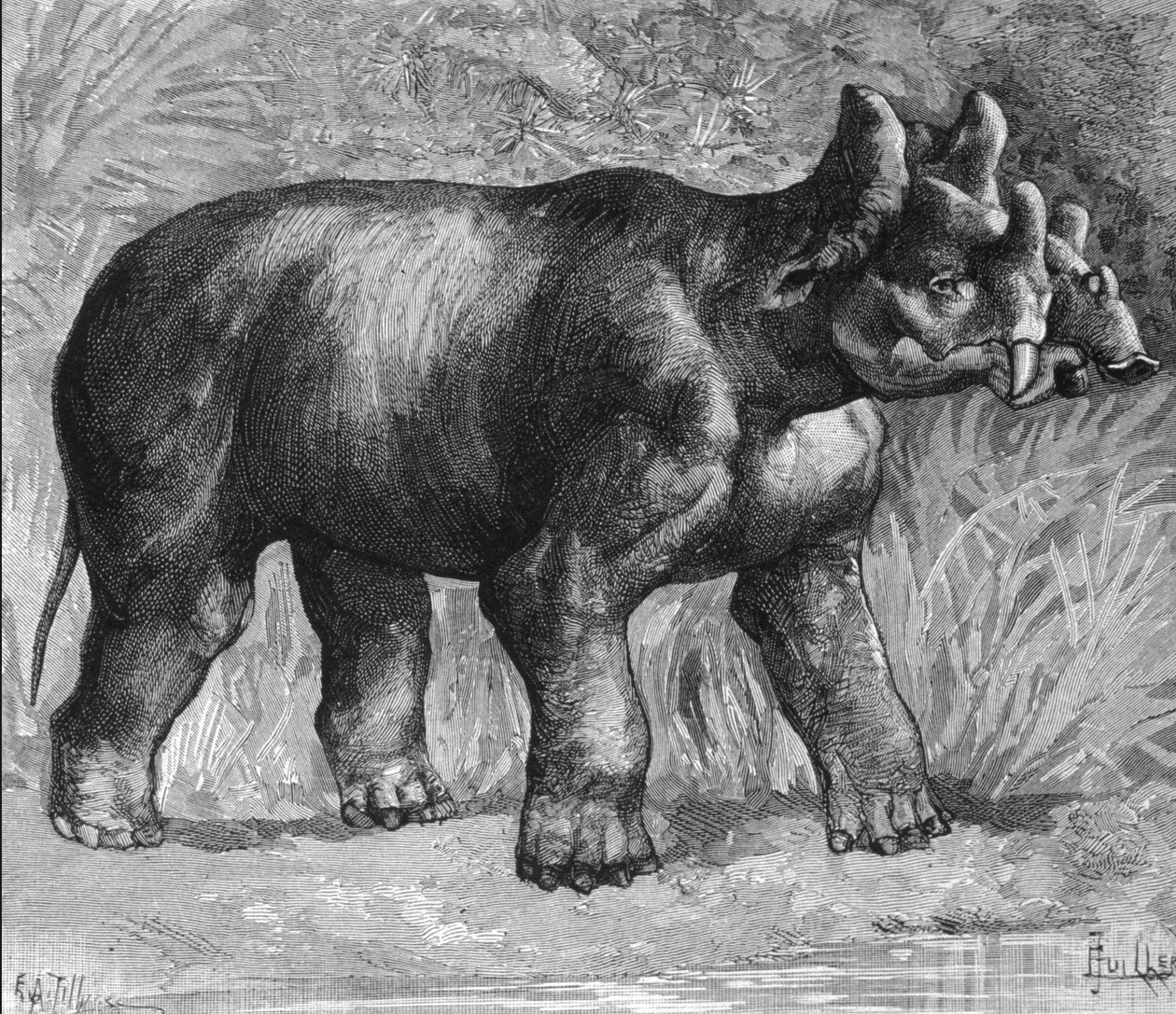 Őstörténet: csodás dinocera, halvány orrszarvúfaj ábrázolása. Metszet a 19. század végéről alkotó: Unknown artist