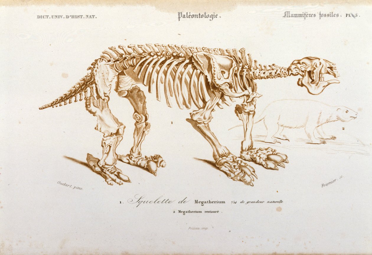 Őstörténet: Megatherium (az elefántfélék családjába tartozó szárazföldi lusta) fosszilis emlős csontváza. Charles D