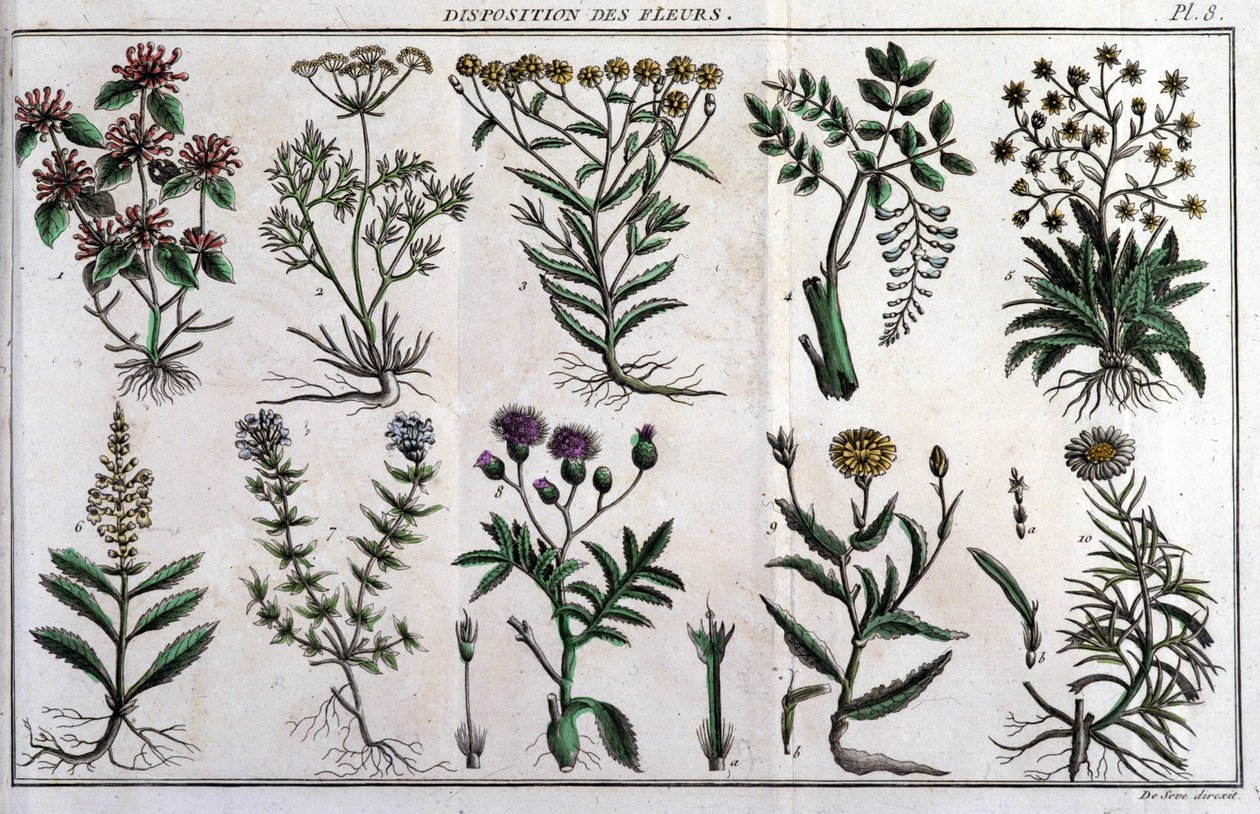 A virágokkal kapcsolatos rendelkezések: a „” Flora Françoise-ban, vagy a Franciaországban természetes módon növekvő növények rövid leírása, egy új elemzési módszer szerint rendezve, amelyhez csatoljuk az idézetet kevésbé egyértelmű erényeikről az orvostudo alkotó: Unknown artist