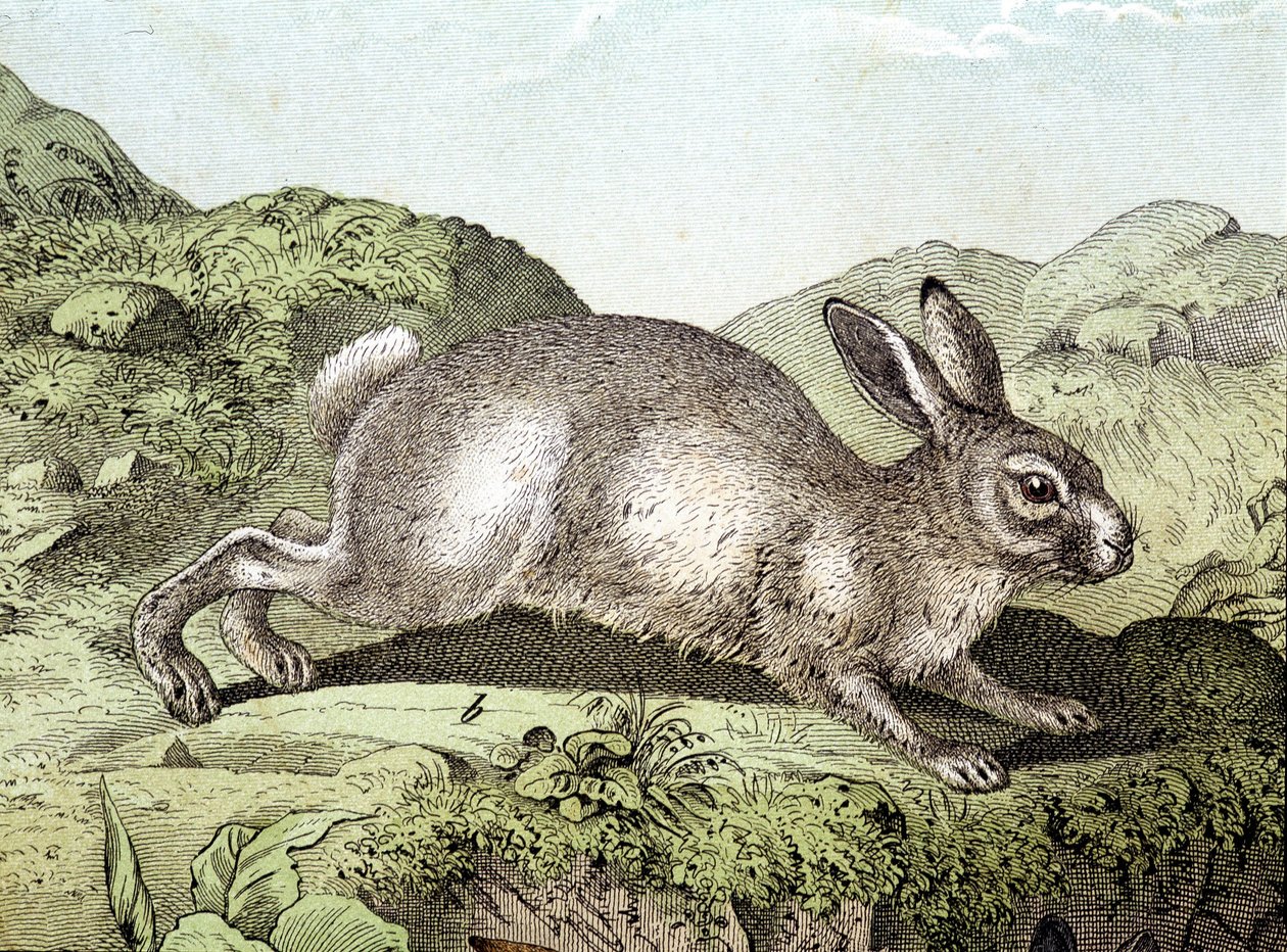 Nyúl - „Az emlősök természettörténetében”, szerk. Schreiber alkotó: Unknown artist
