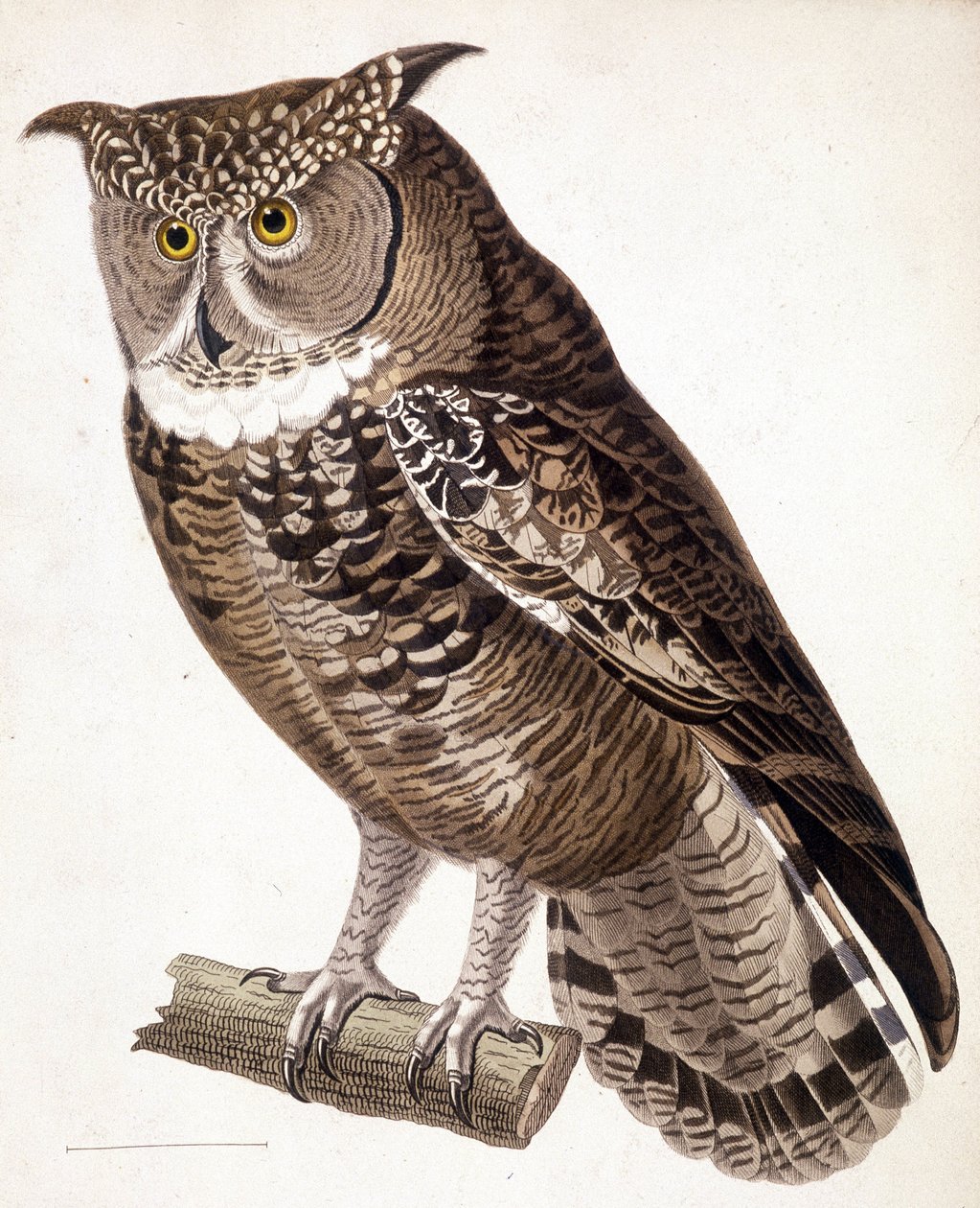 Raptor: afrikai bagoly. 19. századi metszet alkotó: Unknown artist