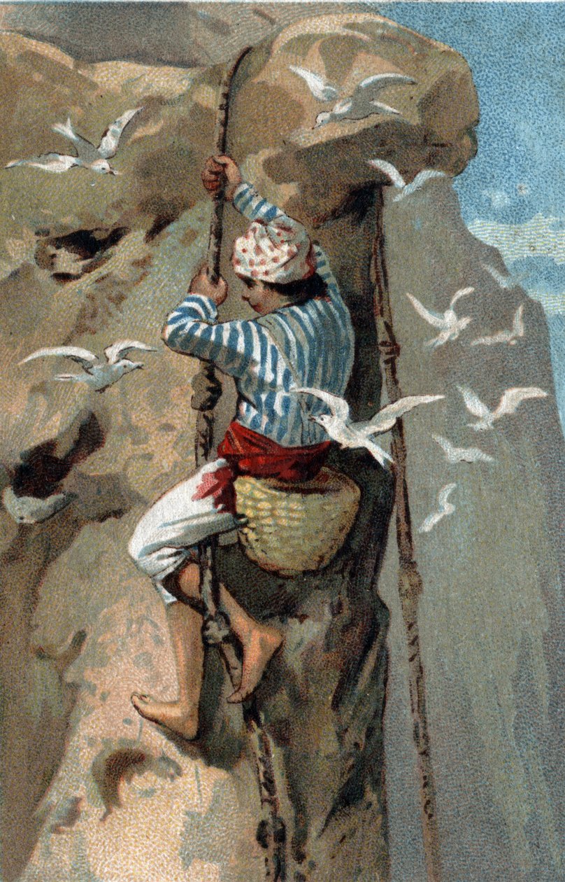Salangan fecskefészkek áthelyezése Malajziában. A 19. század végének kromolitográfiája. alkotó: Unknown artist
