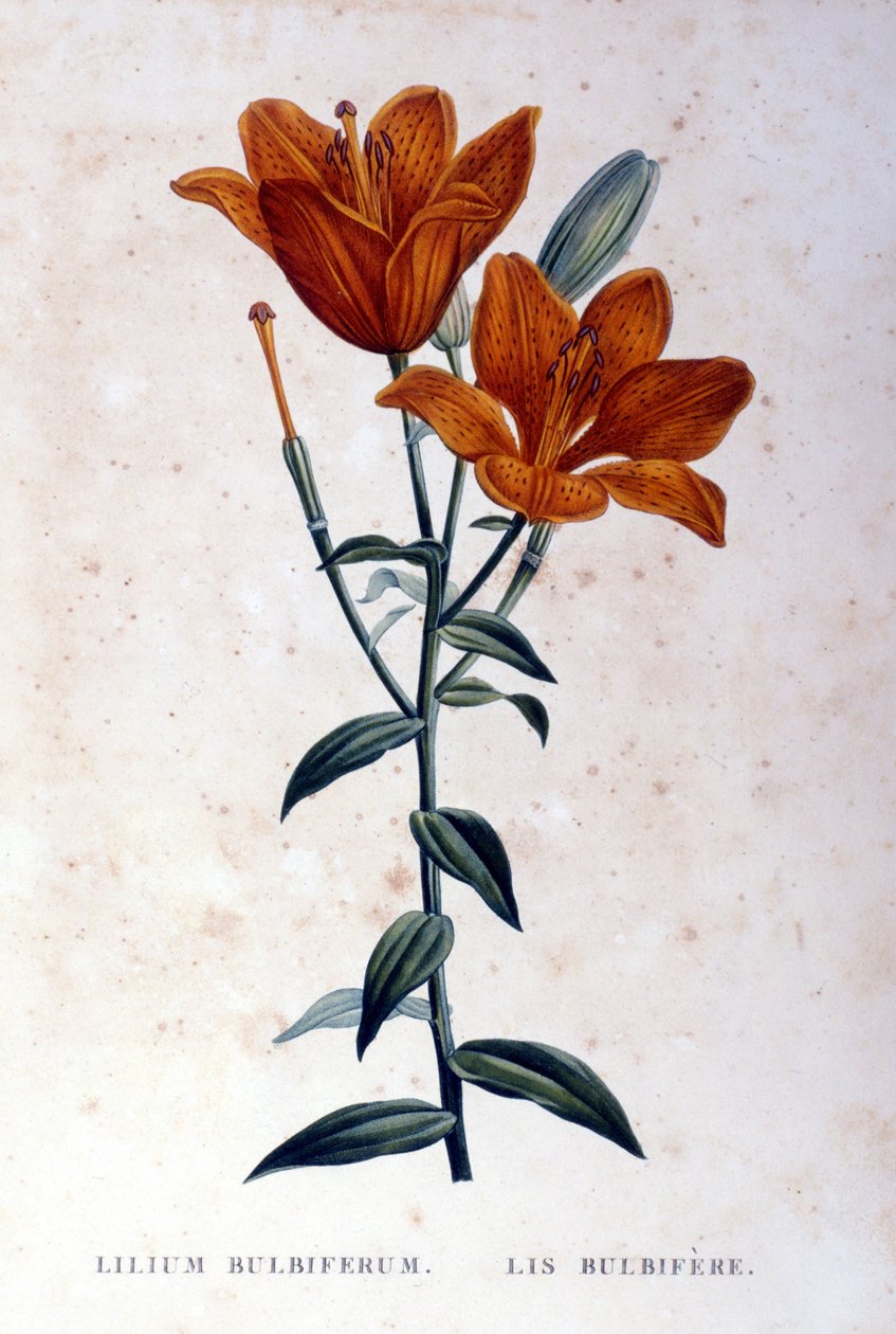 Vörös hagymás liliom. 19. századi metszet. alkotó: Unknown artist
