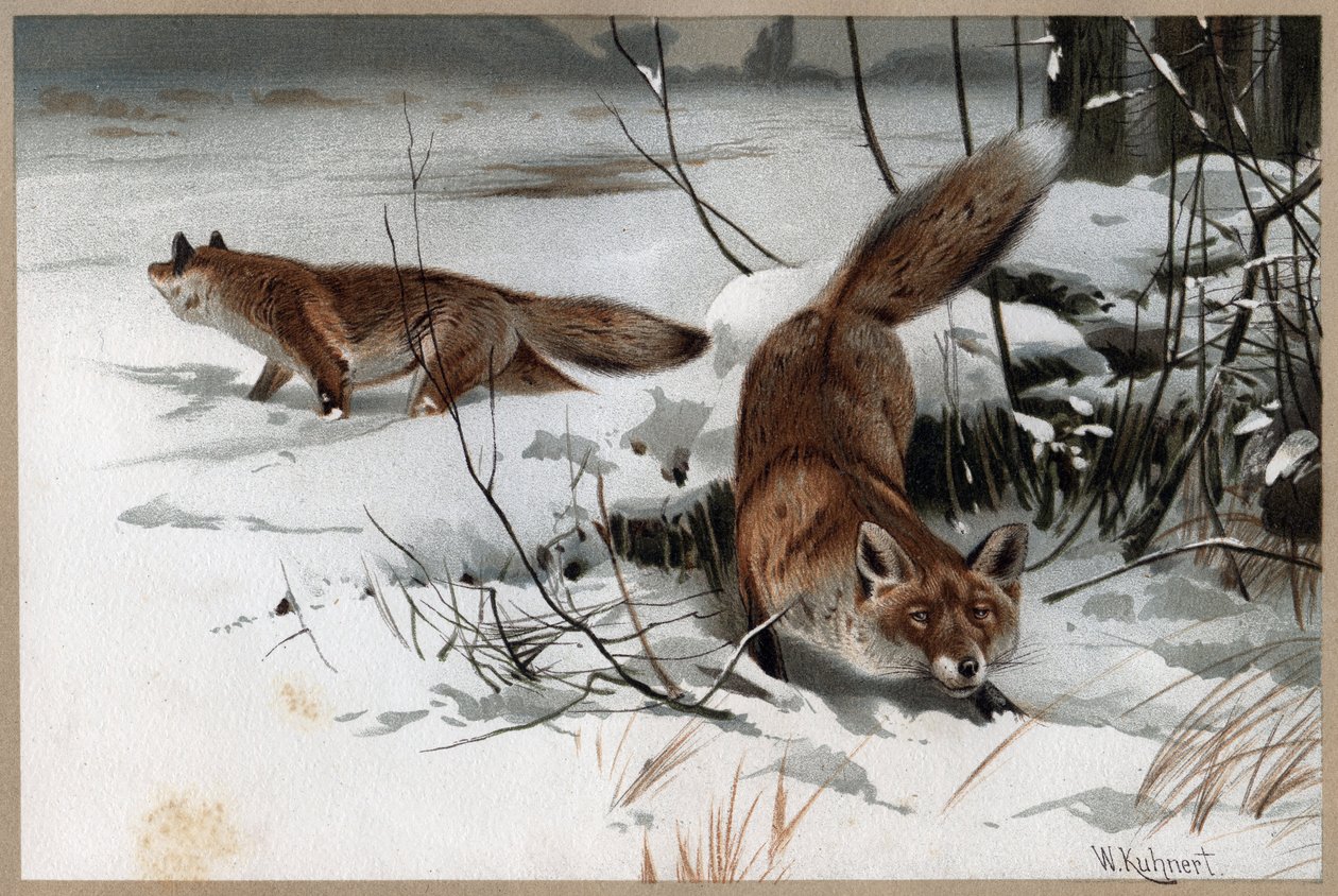 Vörös róka – A vörös róka (Vulpes vulpes) – metszet Alfred Edmund Brehm (1829-1884) „” Brehm