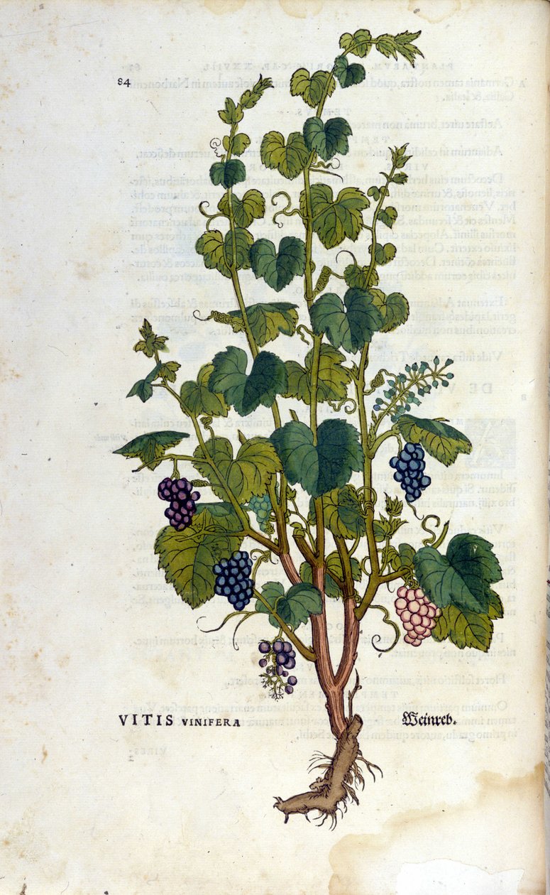 Vörös szőlő. 19. századi herbárium. alkotó: Unknown artist