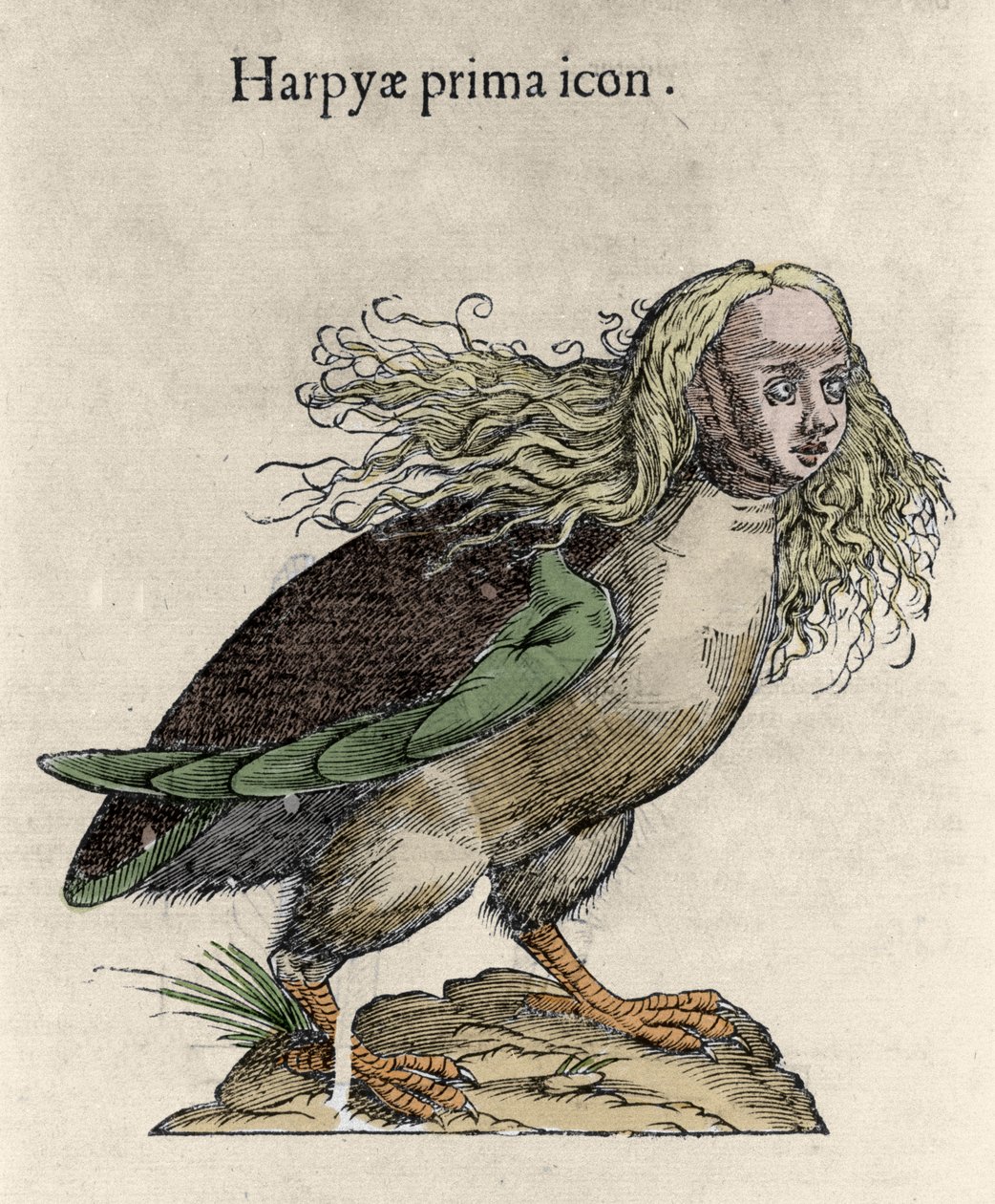 Ulisse Aldrovandi (1522-1605) hárpiametszetének ábrázolása, "Szörnyek története", Bologna 1642 alkotó: Unknown artist