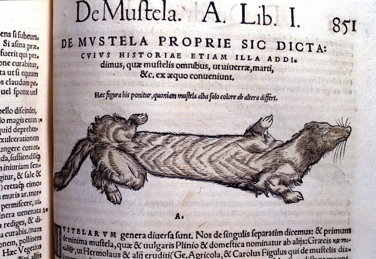 A menyéthez kapcsolódó mustella (mustellák családja) ábrázolása - Conrad Gesner (1516 - 1565), Tiguri Historia Animaliumban alkotó: Unknown artist