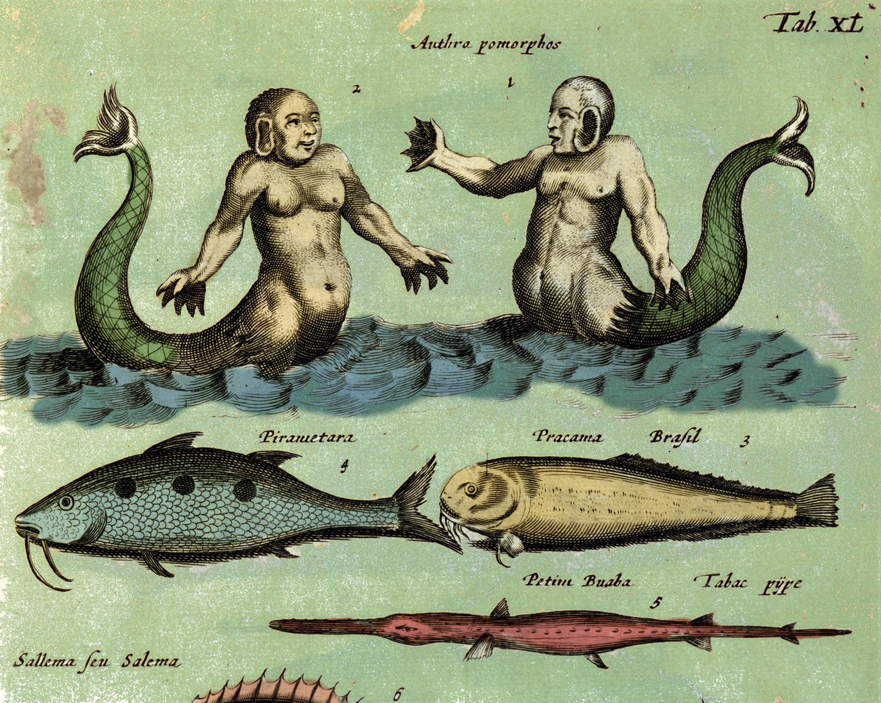Sziréna és triton ábrázolása, egy fantasztikus tengeri lény, amelyet egy állattani atlasz ír le. Részlet. 17. század alkotó: Unknown artist
