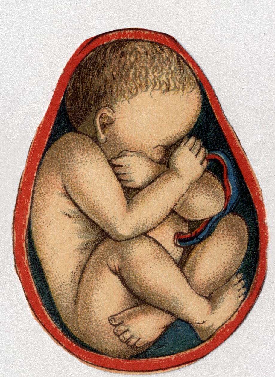 A méh ábrázolása terhességgel. „Az új természetes gyógyszer” – F.E. Bilz.1898. alkotó: Unknown artist