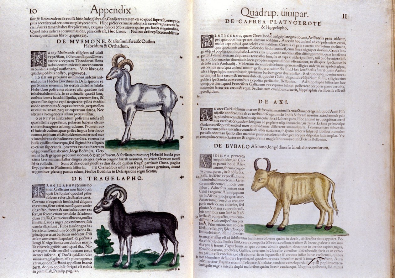A juhok, bivalyok ábrázolása... - Conrad Gesner (1516 - 1565), Tiguri Az állatok története című könyvében alkotó: Unknown artist