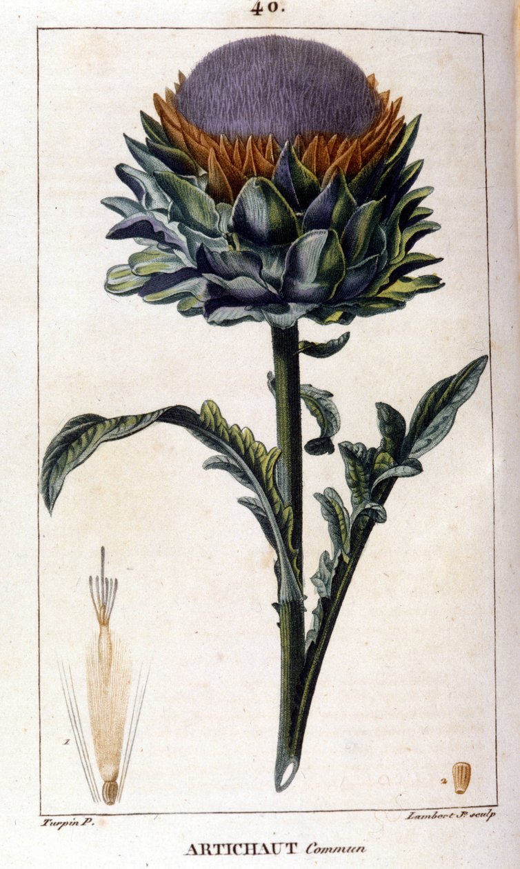 A közönséges articsóka ábrázolása. Botanikai tábla. 19. század. alkotó: Unknown artist