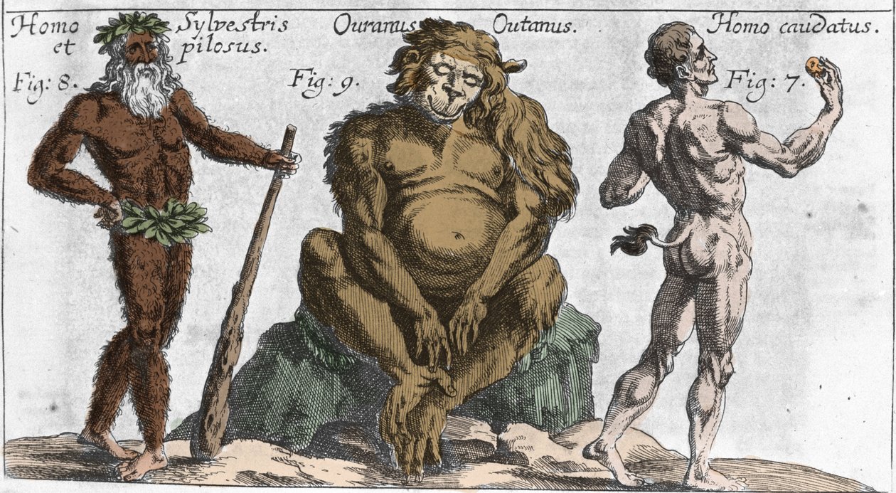 Különféle szörnyű lények ábrázolásai: erdei vagy szőrös ember, orangoutan majom (orang-utan, orang outang, orang-utang) és egy farkú ember. Tányér a „” Mundi Mirabilis Oeconomia”-ból, Johamm Zahn, sd. 1696. milánói . alkotó: Unknown artist