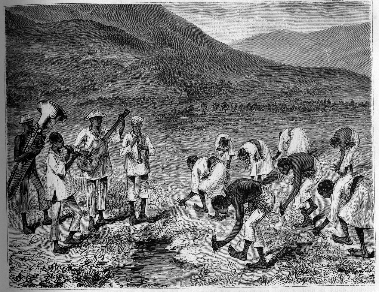 Rizsültetés a Fülöp-szigeteken. Metszet a „The Youth Journal”-ban alkotó: Unknown artist