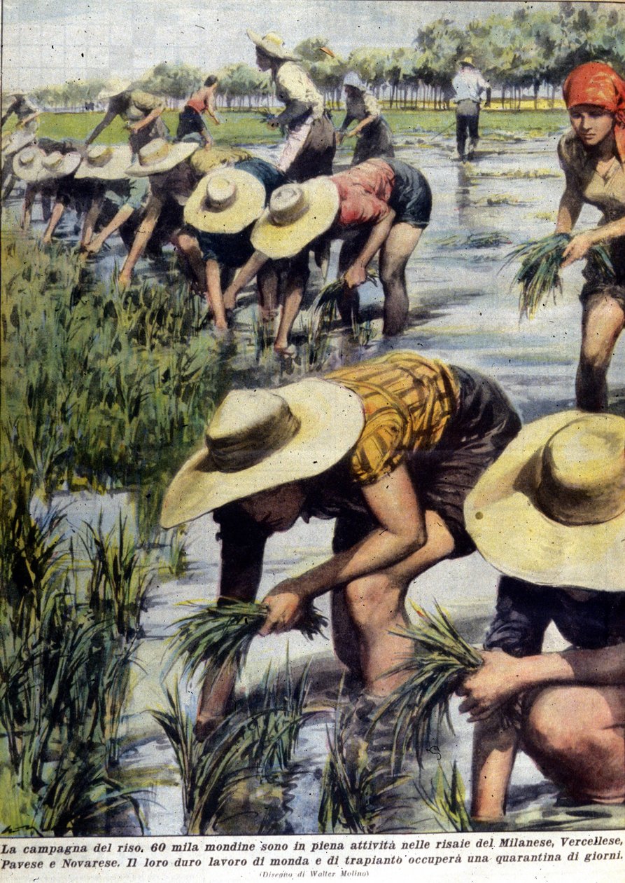 Rizs újraültetése Milánó környékén 1954-ben. alkotó: Unknown artist