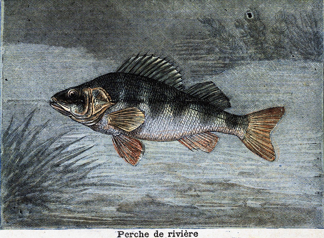 Folyami sügér. Metszet 1897-ből alkotó: Unknown artist