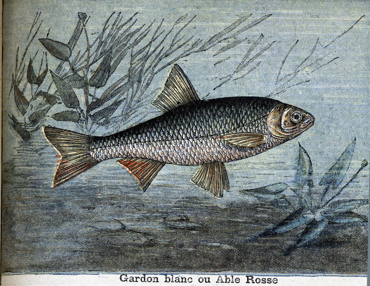 Roach fehér vagy képes rózsa. alkotó: Unknown artist