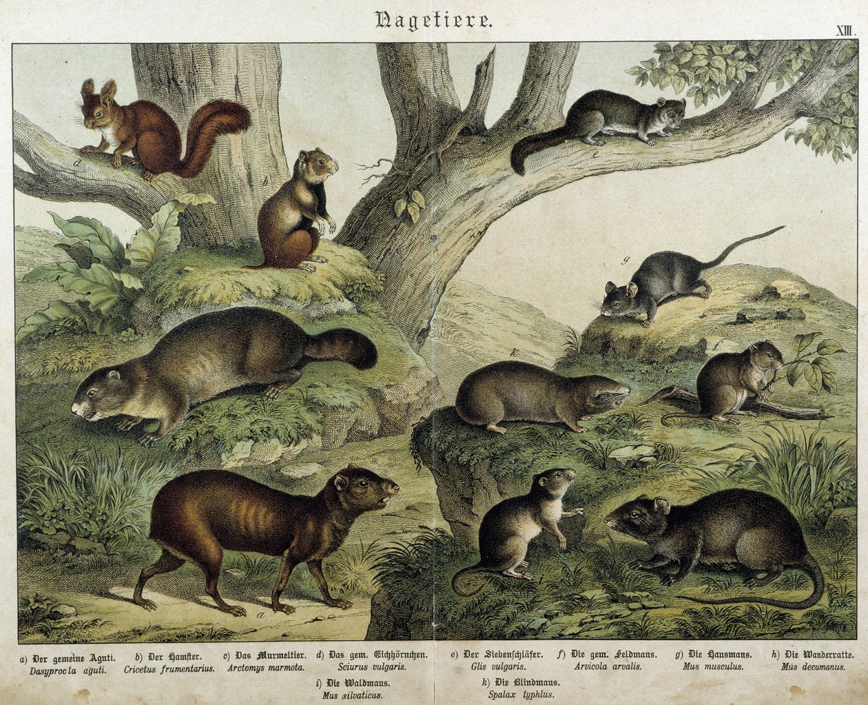 Rágcsáló: mókus... - in “” Natural Histories of mammals””, szerk. Schreiber alkotó: Unknown artist