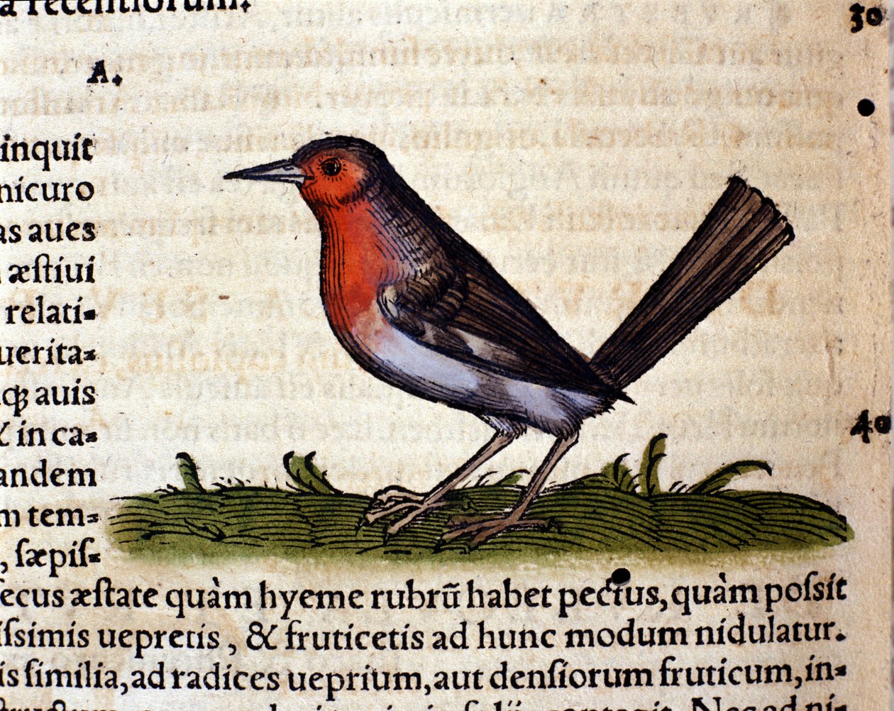 Rouge a Historia Animalium után, Conrad Gesner, Tiguri 1560. Biblioteca Nazionale Braidense. Milánó alkotó: Unknown artist