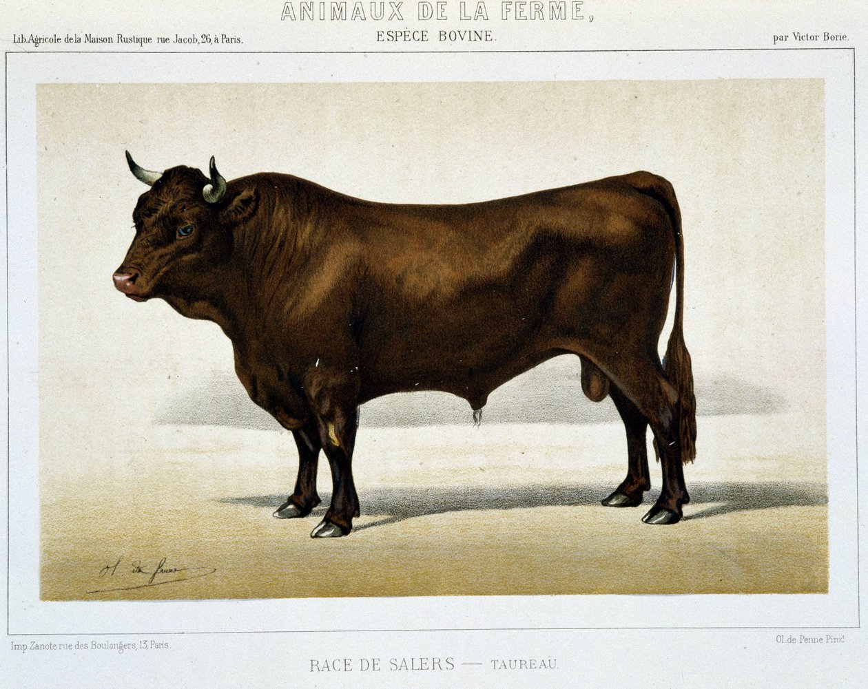 Salers Bika fajtája – a „” Farm Animals” kategóriában” alkotó: Unknown artist