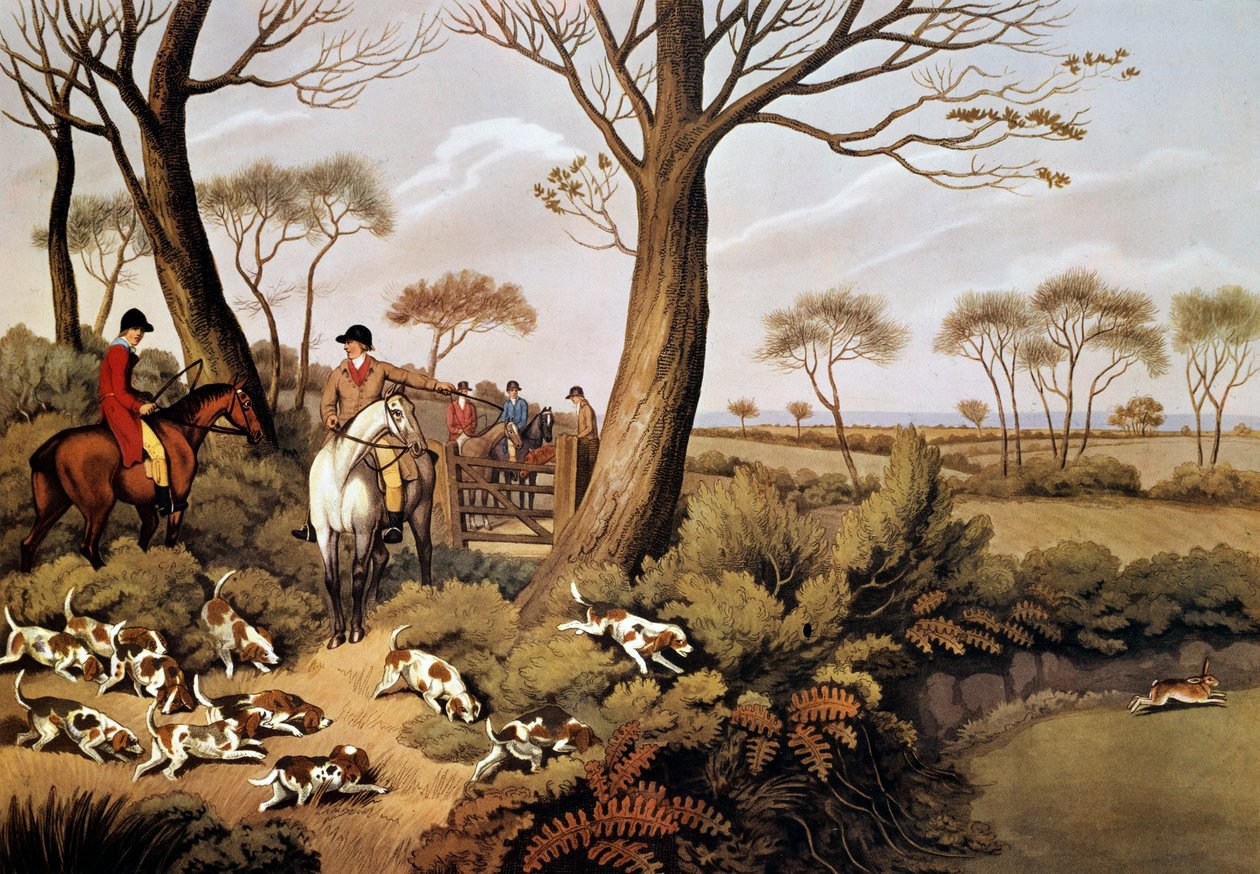 Nyulak vadászatának jelenete Angliában. 19. századi litográfia Gien, vadászati múzeum alkotó: Unknown artist