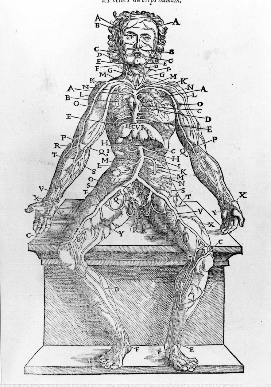 Emberi test metszete W. H. Ryfftől Az emberi test minden részének anatómiai leírása Párizsban nyomtatva 1545-ben alkotó: Unknown artist