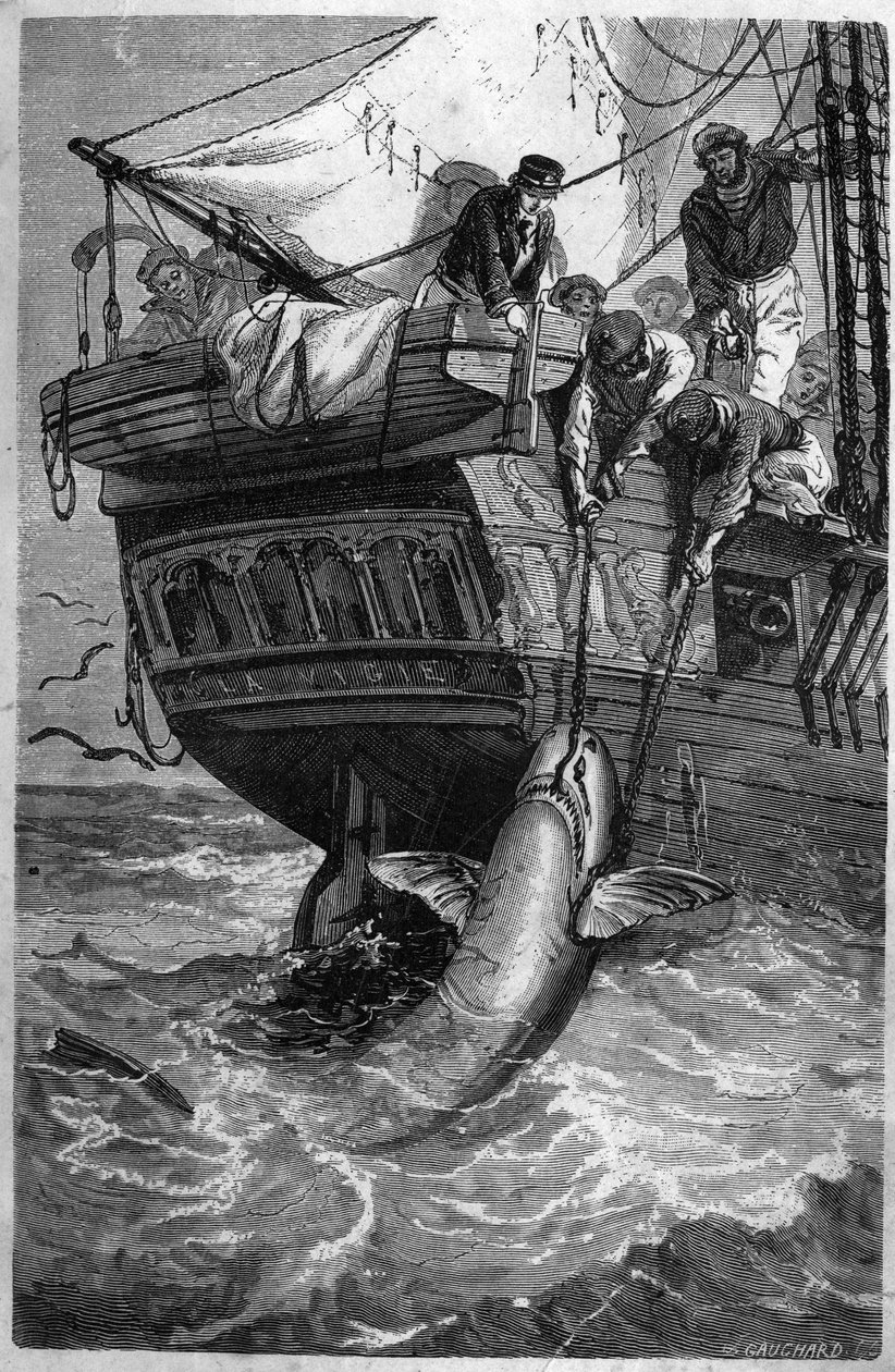 Cápa horgászat. (Pesca allo squalo) 19. századi metszet. Magángyűjtemény. alkotó: Unknown artist