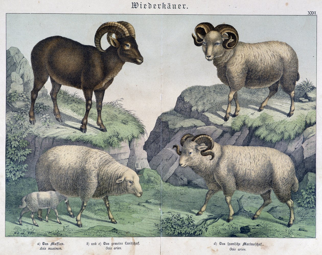 Juh: Juh, kos, kőszáli kecske - in „” Histoires naturelles des mammals””, szerk. Schreiber alkotó: Unknown artist