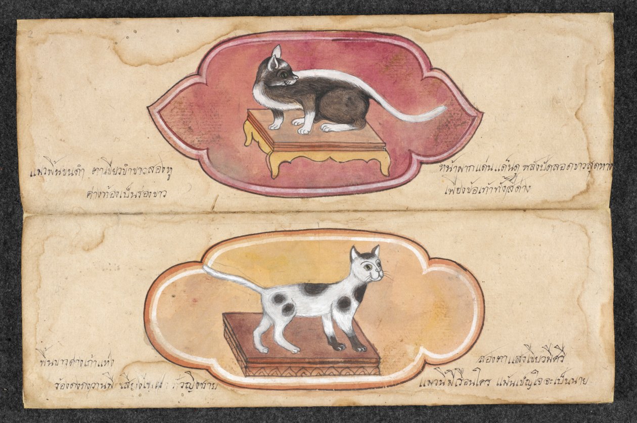 Sziámi macskák alkotó: Unknown artist