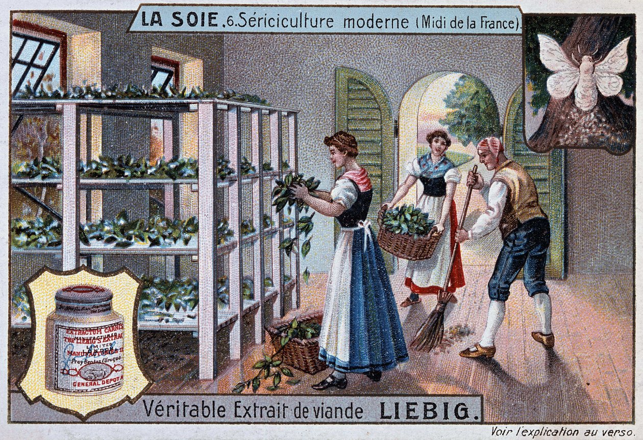 Selyem: selyemműhely Dél-Franciaországban, Liebig reklám, 1895. v alkotó: Unknown artist