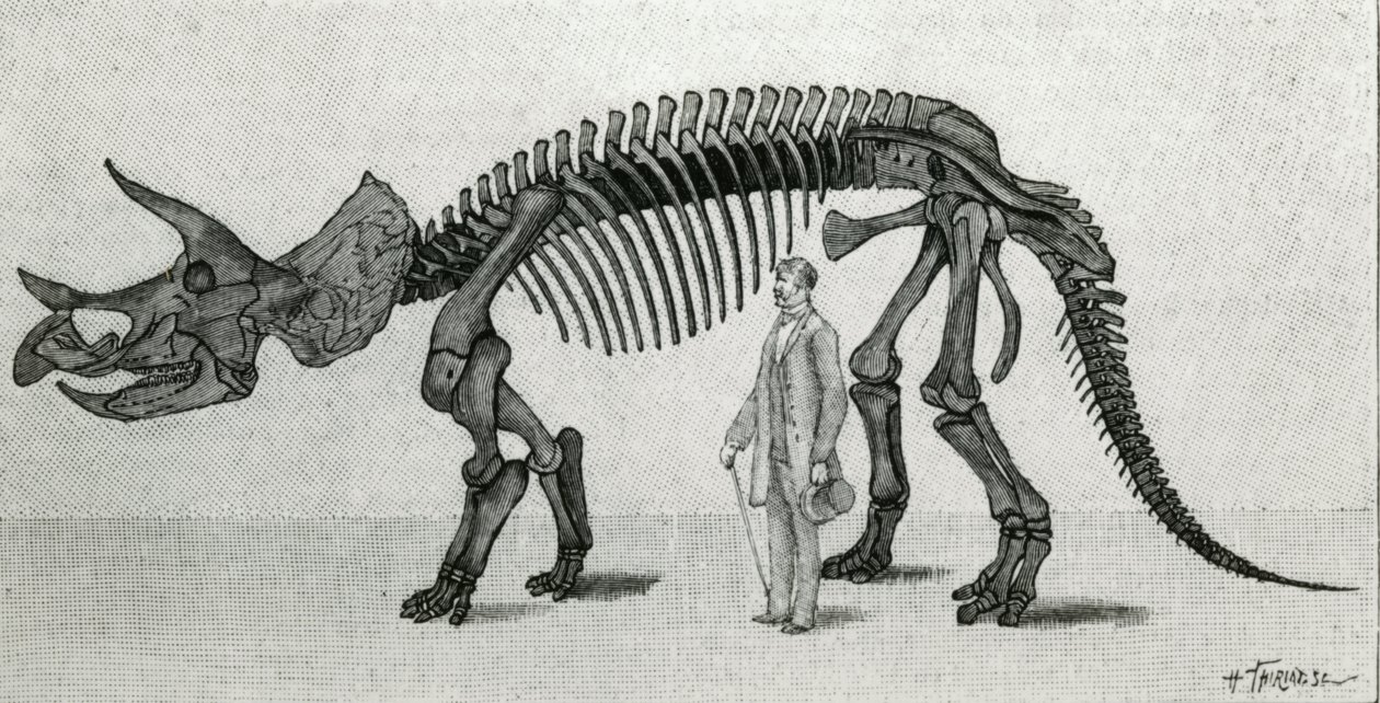 Egy Triceratops prorsus csontváza alkotó: Unknown artist