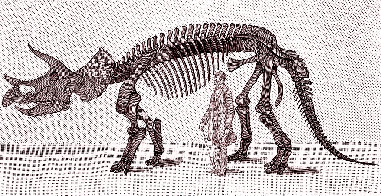 Egy Triceratops prorsus csontváza alkotó: Unknown artist