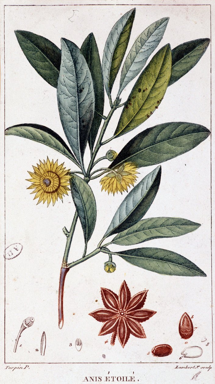 Csillagánizs - botanikai tábla alkotó: Unknown artist