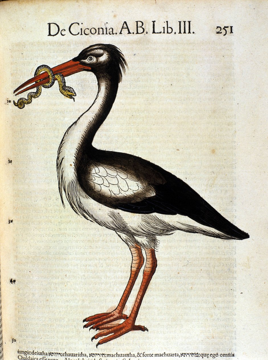 Gólya a Historia Animalium de Conrad Gesner nyomán, Tiguri 1560. Biblioteca Nazionale Braidense. Milánó alkotó: Unknown artist