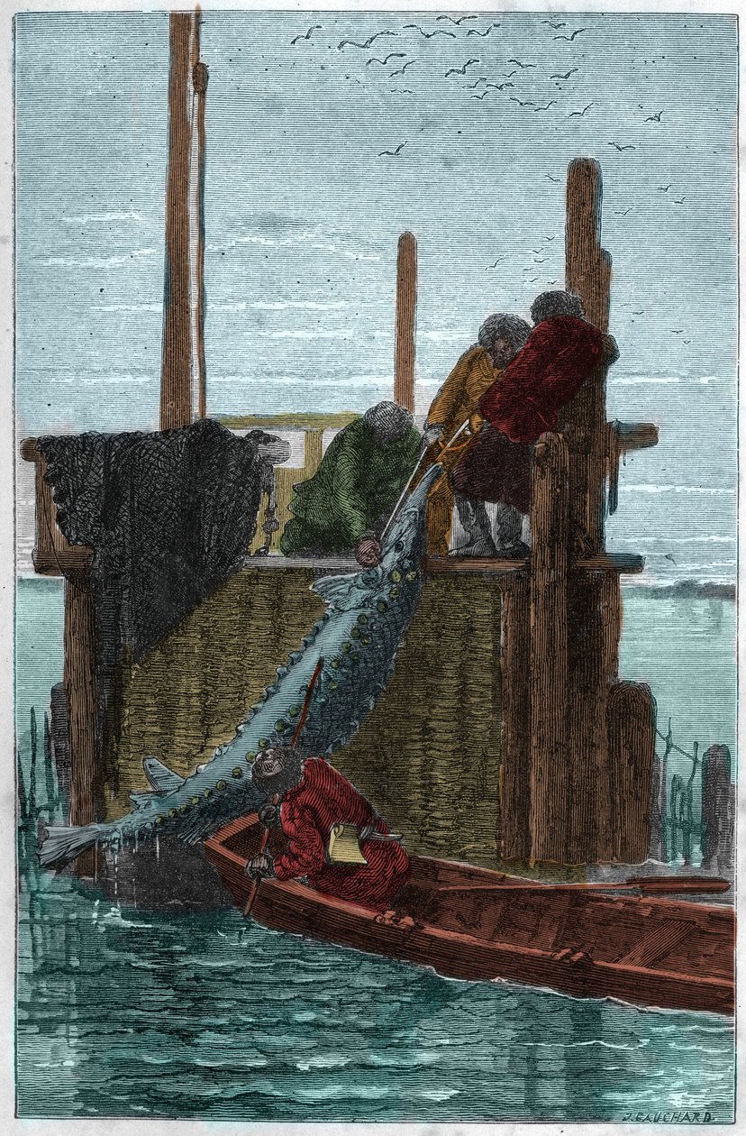 Tokhal horgászat a Volga folyóban. (Sturgeon) (Acipenser sturio) alkotó: Unknown artist