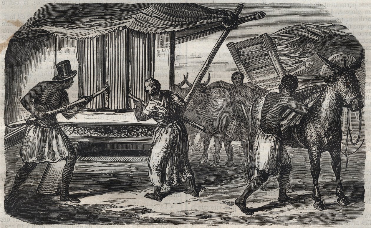 Cukorgyártás: cukornádmalom a nyugat-indiai cukorgyárban. Metszet 1859-ből. alkotó: Unknown artist