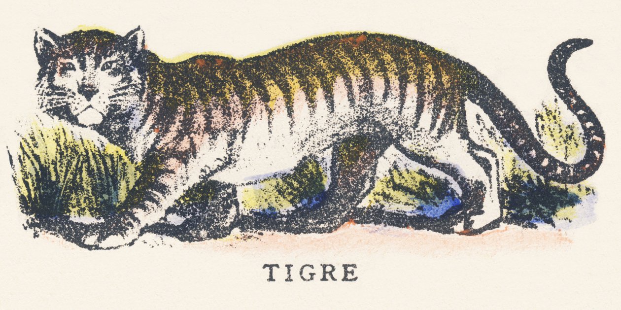 T: tigris alkotó: Unknown artist